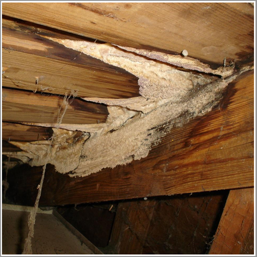 mold in home